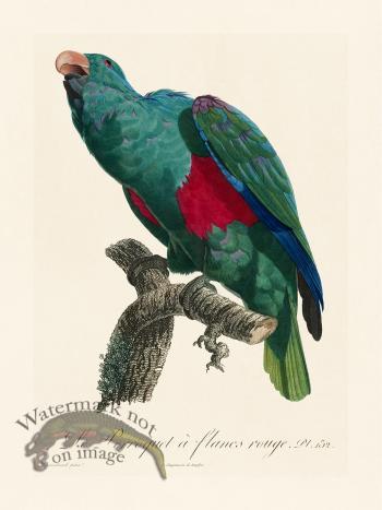 Barraband Parrot 132